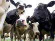 cows