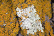 yellow lichen on tree bark