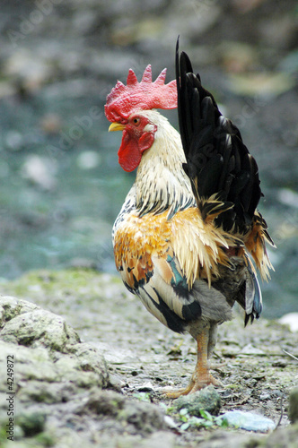 The cock xxii