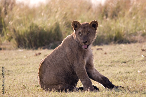 Lion cub