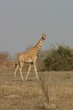 Girafe dans le parc de Waza