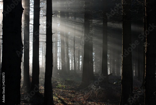 Harzer Wald