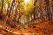 autumn trees