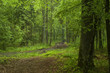 Forest and ground road Forest and ground road