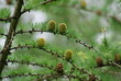 pine apple