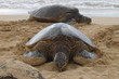 Turtle Bay - Hawaii