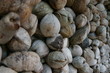 Coconuts wall !
