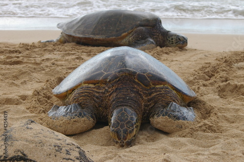 Turtle Bay - Hawaii Turtle Bay - Hawaii