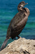cormorant cormorant