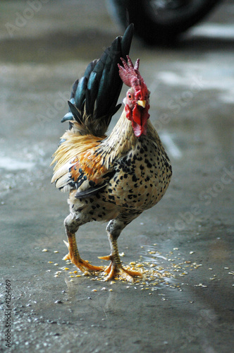 The cock xxvi