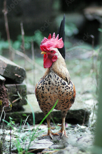 The cock xxvii The cock xxvii