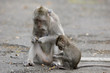 Monkeys eating some nuts.
