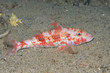 Spotted goatfish, Bonaire.
