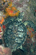 Sleeping hawksbill sea turtle, city pier, Bonaire.