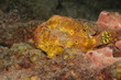Longlure frogfish, Bonaire