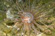 Anemone, Bonaire.