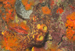 Reef Squirrelfish with yellow tube sponges and orange cup coral.