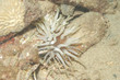 Anemone, Bonaire.