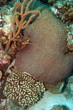 Corals, Bonaire.