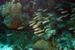 Shelf corals, Bonaire.