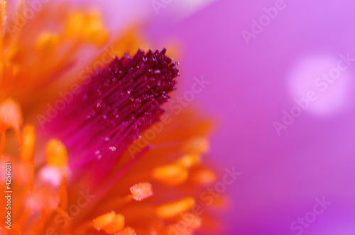 Photo: flora flora