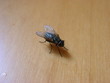 Stubenfliege