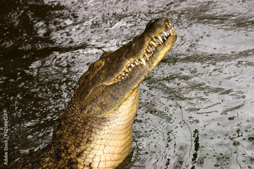 Nile crocodile (Crocodylus niloticus) 
