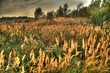 evening field