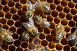 bees in action bees in action