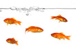 Water line and gold fish