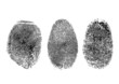 Vektor: Three finger prints isolated on white Three finger prints isolated on white