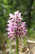 Orchidée Orchidée