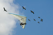 Flying with birds
