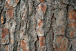 closeup pine bark closeup pine bark