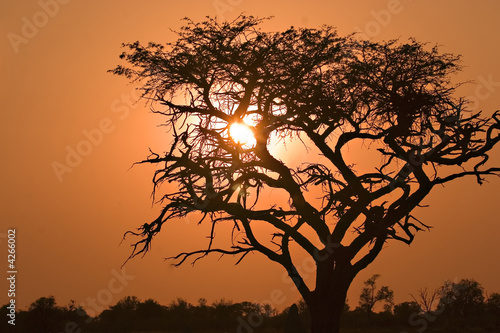 Sunrise in Moremi Sunrise in Moremi