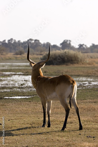 Lechwe on the lookout