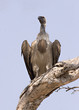 White-backed vulture