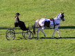 horse drawn carriage