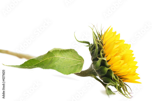 summer burst summer burst