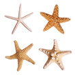 Starfish