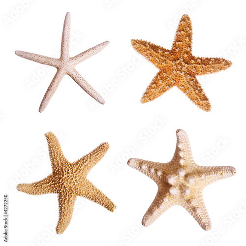 Foto: Starfish Starfish
