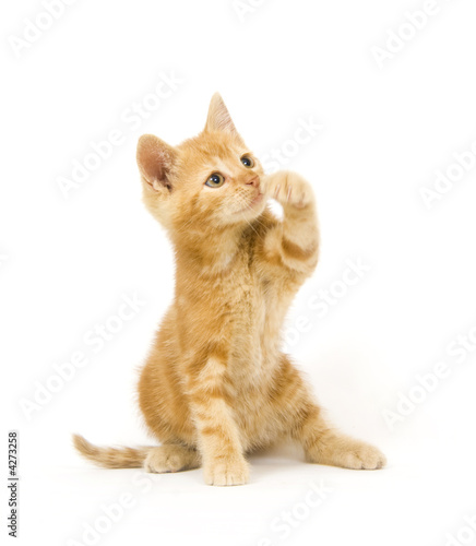 Yellow cat swinging at toy