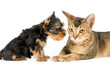 Photo en ligne au meilleur prix The puppy and kitten