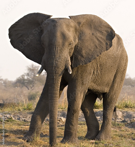 African Elephant