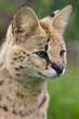 Serval Portrait