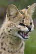 Serval snarling
