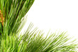 siberian cedar branch