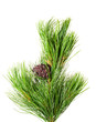 siberian cedar branch with ripe cone
