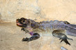 LEZARDS POGONA