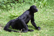 Singe 2